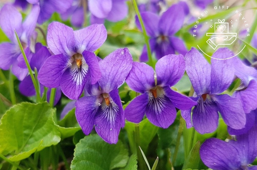 A Guide to the Violet Flower Symbolism and Uses