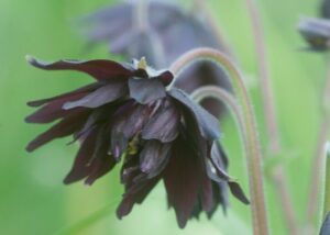Black Barlow Columbine
