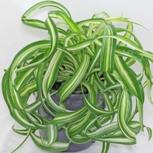 Bonnie Curly Spider Plant