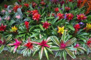 Bromeliads in a Nutshell
