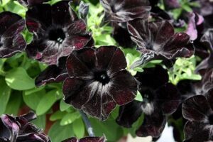 Crazytunia Black Mamba Petunia
