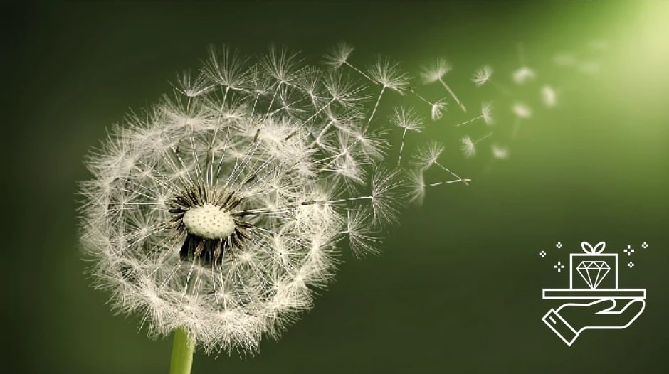 Dandelion Delight Meaning and Uses of Dandelion Flowers