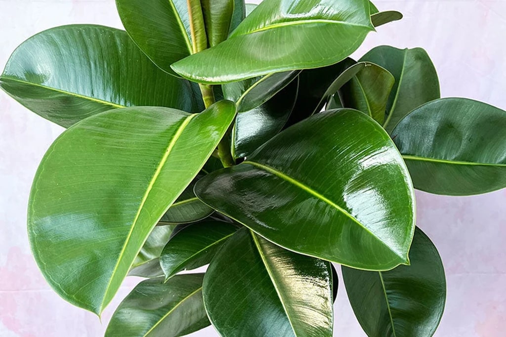 The Top Ficus Plants You MUST Get: Types, Care, & Benefits [2026]