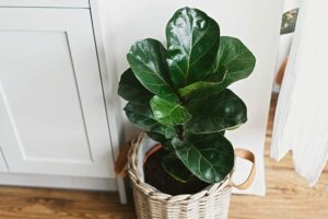 Fiddle-Leaf Fig