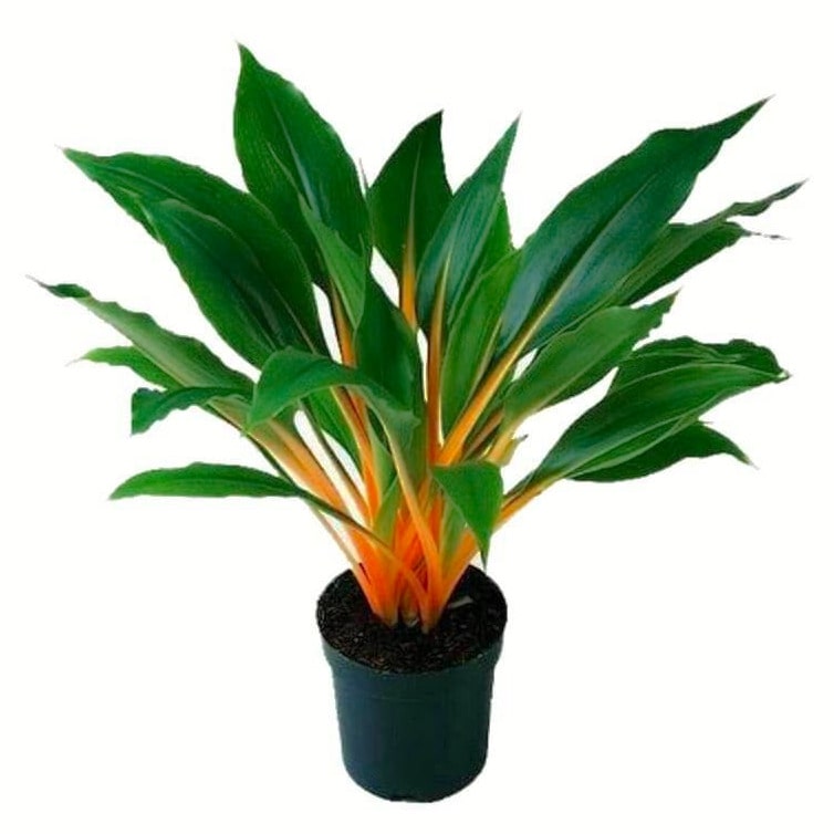 10 Spider Plant Varieties: A Jungle Oasis at Home [2026]