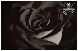 Gothic Elegance Black Flowers and Their Hidden Message