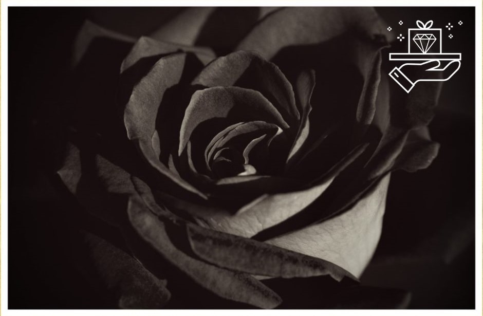 Gothic Elegance Black Flowers and Their Hidden Message