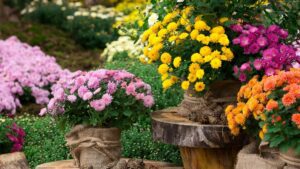 How can chrysanthemums be used in gardening and landscaping