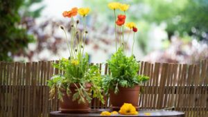 How can poppy flowers be used in gardening and landscaping