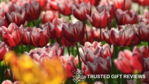 How did the tulip flower get its name