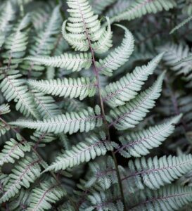 Japanese Painted Fern