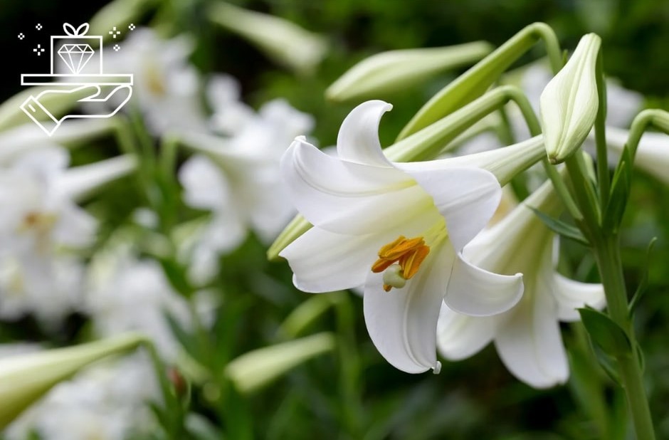 Lily Colors Meanings, Uses, and Symbolism