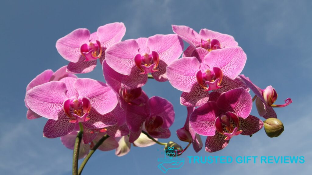 Orchids The Meanings That Led to Multiple Explorations