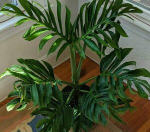 Philodendron Silver Queen