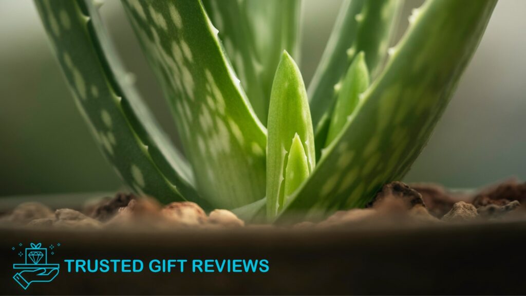 Plant Health Handbook The Best Soil Mix for Aloe Veras