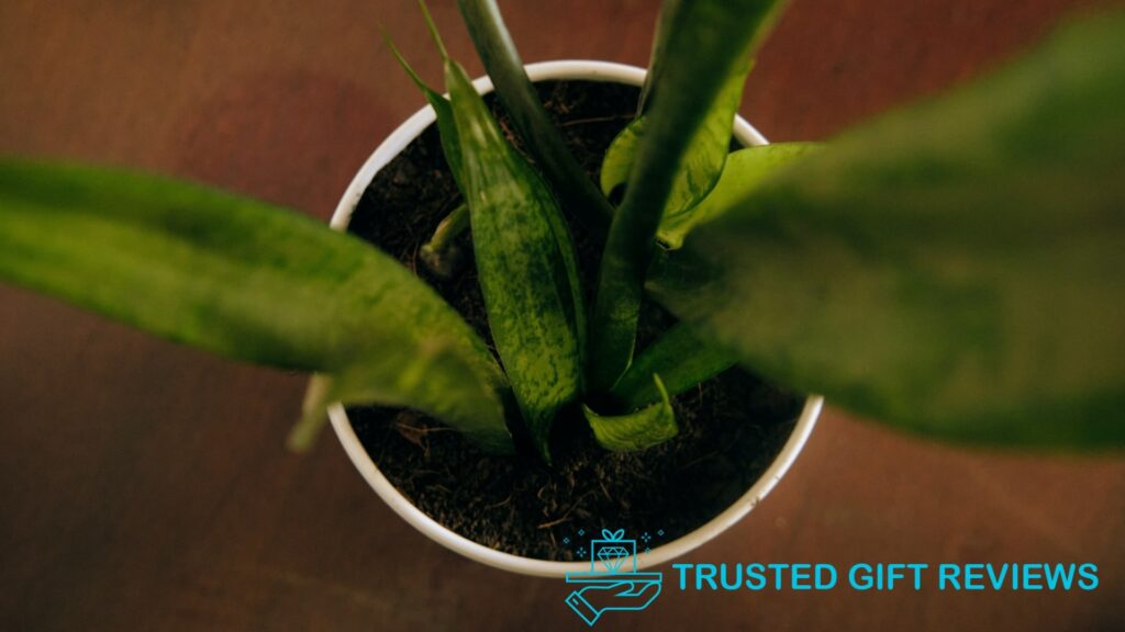 Plant Parenting 101 Guide on the Best Soil for Snake Plants