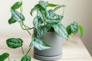 Silver Monstera