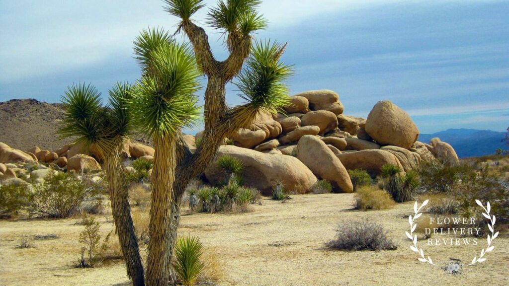 Sword-Like Succulents 11 Best Yucca Plants to Grow and Gift