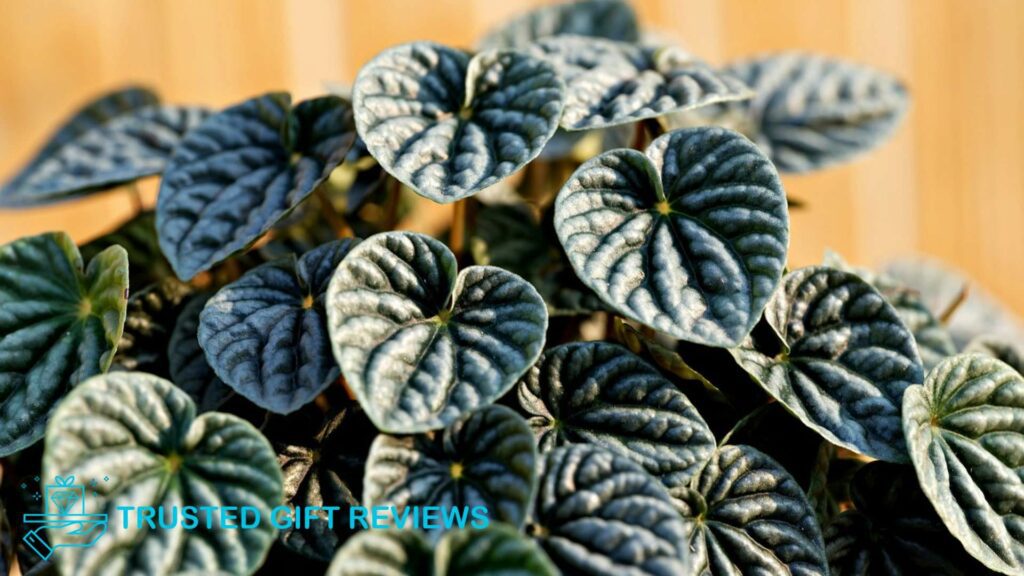 The Ultimate Care Guide for Watermelon Peperomia