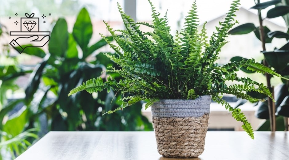 Top 10 Indoor Ferns for Your Home