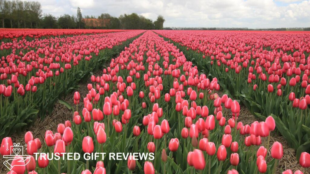 Tulip Mania Meanings That Justify the Frenzy Over Tulips
