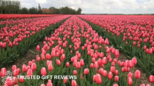 Tulip Mania Meanings That Justify the Frenzy Over Tulips