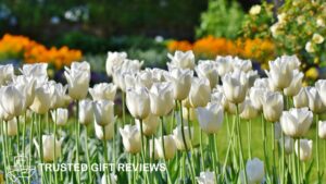 What are the spiritual or religious meanings of the tulip flower
