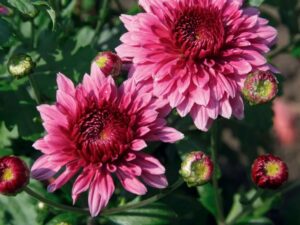 What do chrysanthemums mean