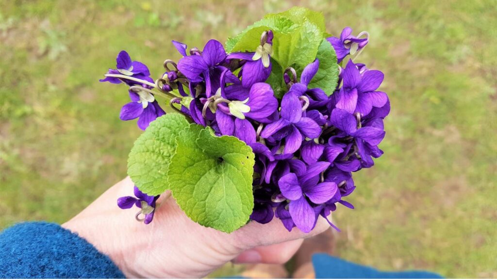 Violet Flowers: Nature's Message of Modesty and Mystery [2026]