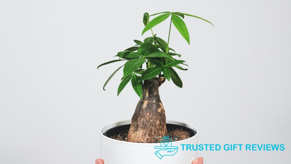 What is the best soil for money tree plants