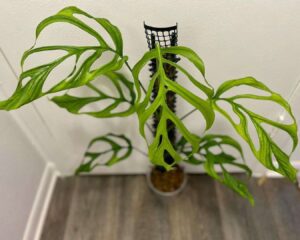 Window-Leaf Monstera