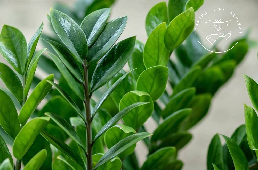 ZZ Plant Benefits The Secret to a Healthier, Happier Home