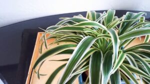 Zebra Grass Spider Plant