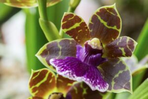 Zygopetalum Orchids