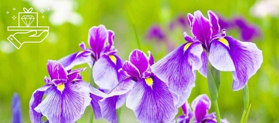 A Guide to the Iris Flower Meaning, Symbolism, and Uses