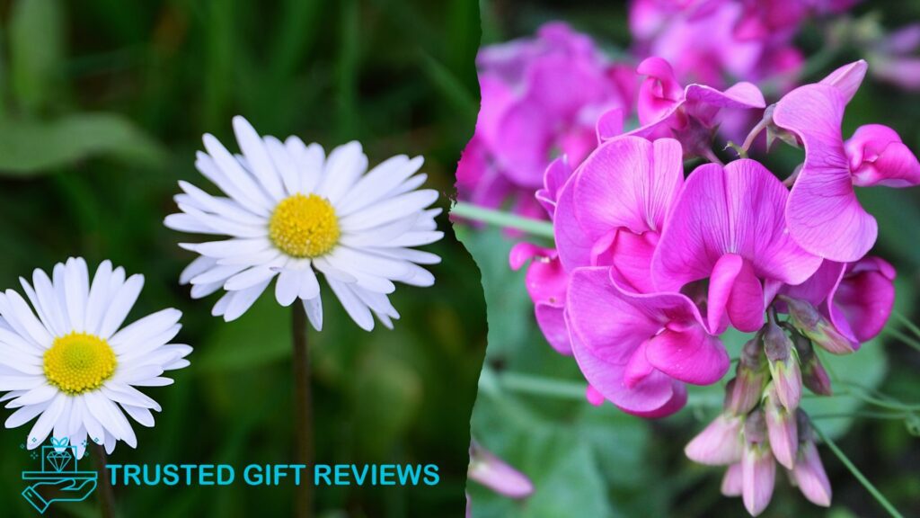 April Birth Flowers A Guide to Daisies and Sweet Peas
