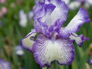 How did the iris flower get its name