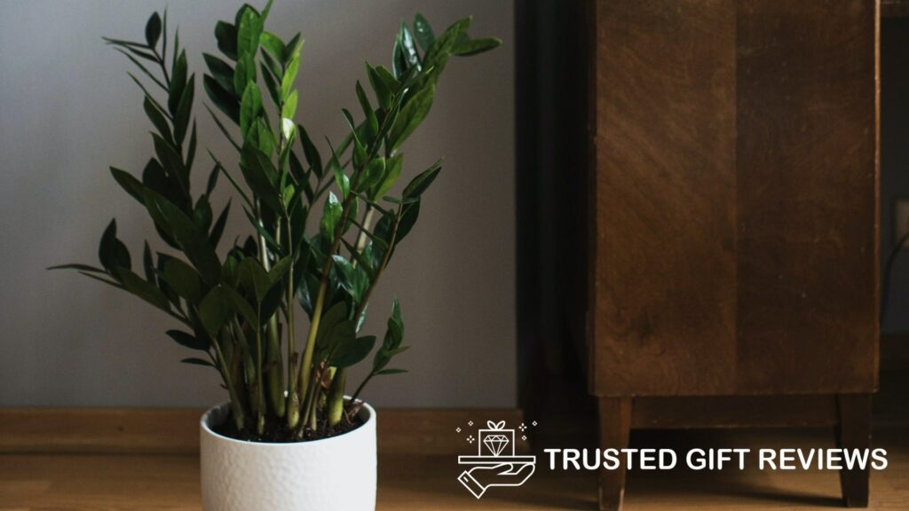 What is the best soil for ZZ plants