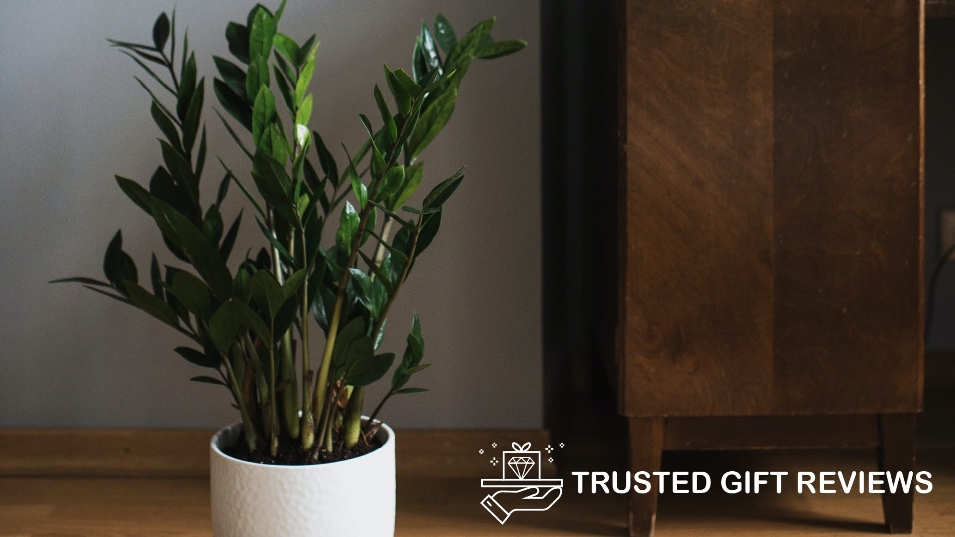 What is the best soil for ZZ plants