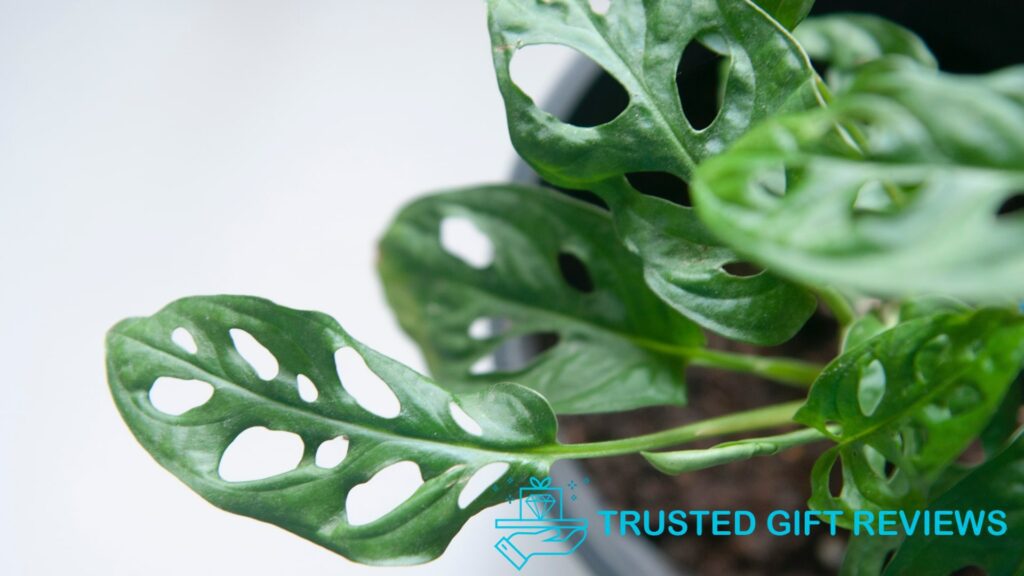 What is the best soil for monstera plants