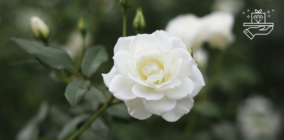 15 White Flowers That Smell Good for Every Occasion