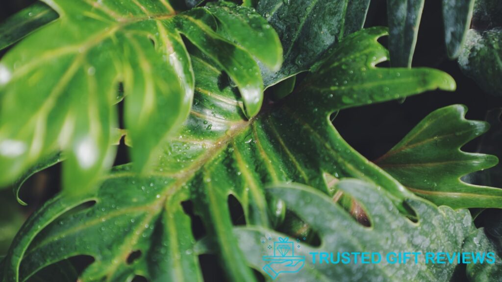 A Comprehensive Guide to Growing Split Leaf Philodendrons