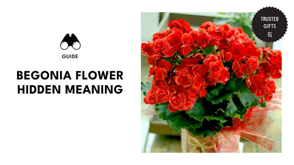 A Guide to the Begonia Flower Meanings and Uses