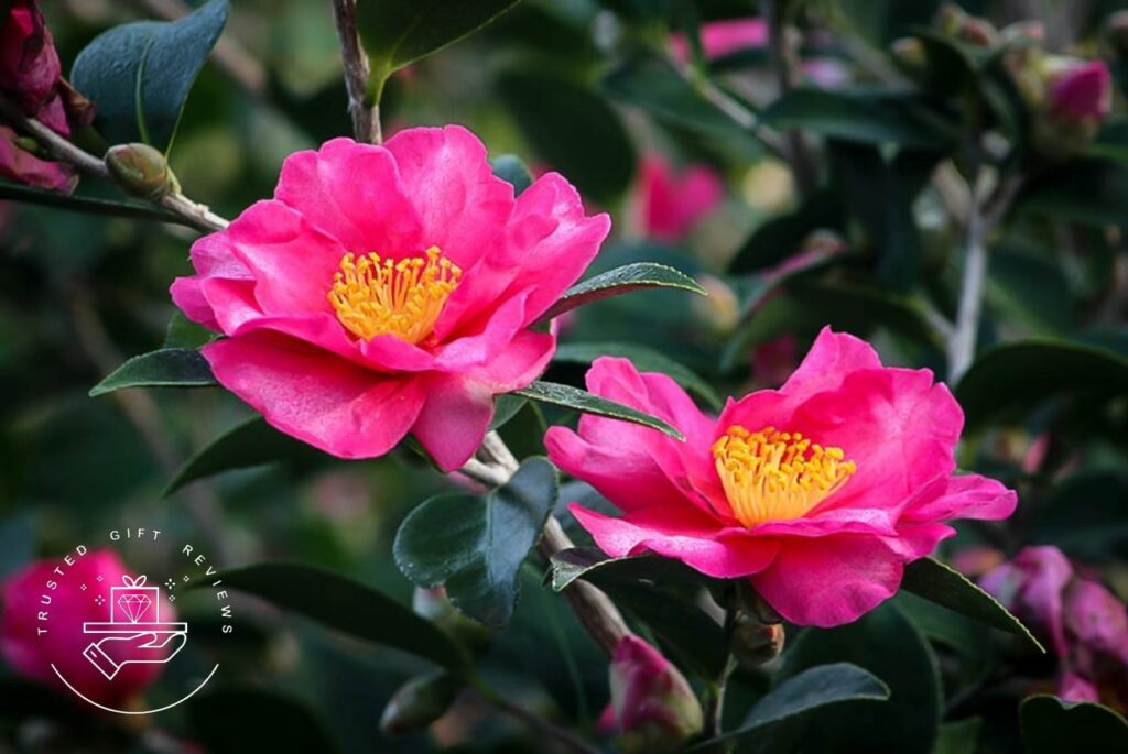 A Guide to the Camellia Flower Meaning and Uses