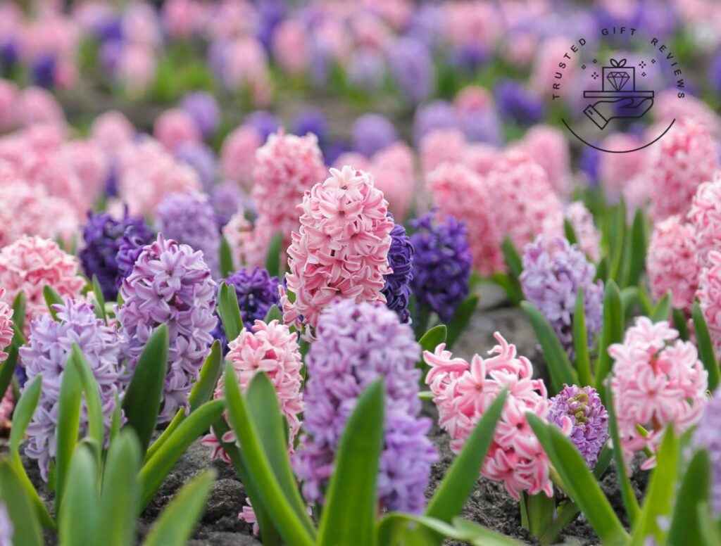 Blooms of Affection Hyacinth Meaning for Gift-Giving