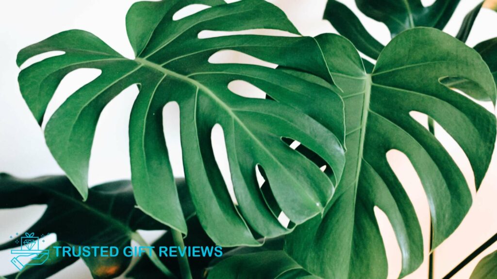 Feline Friends vs Plants Are Monsteras Toxic to Cats