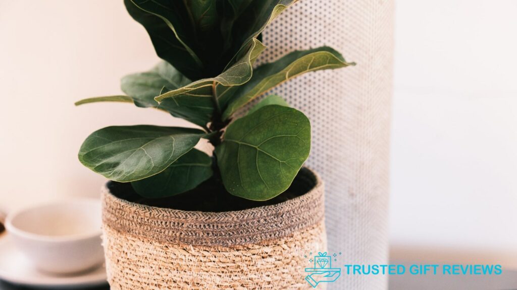 Fiddle Leaf Fig Care Guide What is the best soil to use