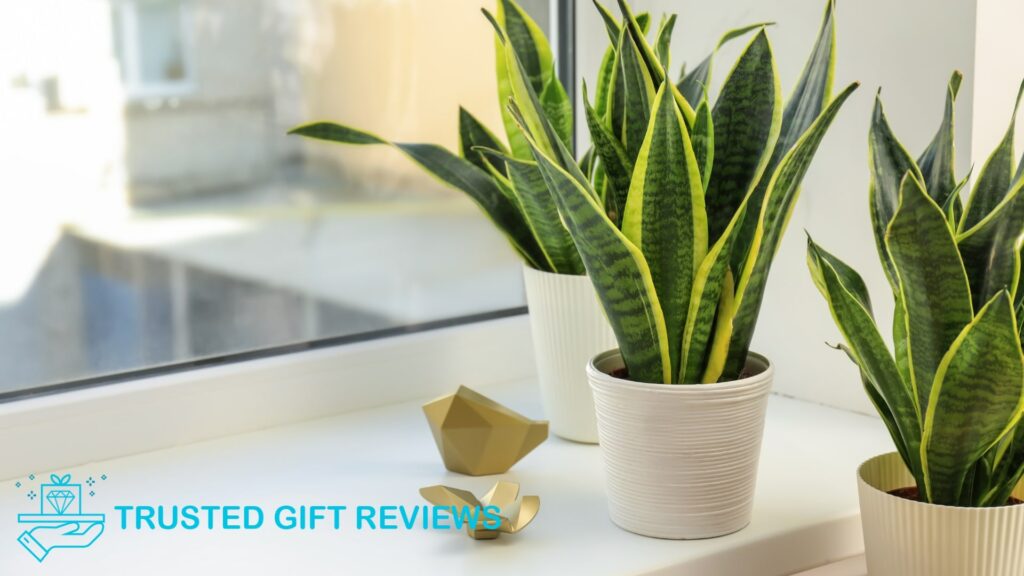 From Good Luck to Better Health 9 Benefits of Snake Plants