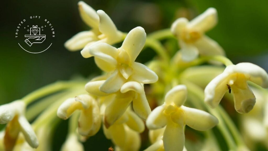Gifts of Love & Peace Osmanthus & Its Meanings