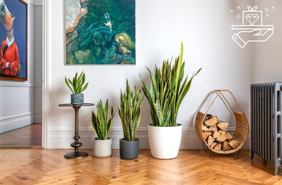 Green Elegance Best Snake Plant Varieties for Gifting